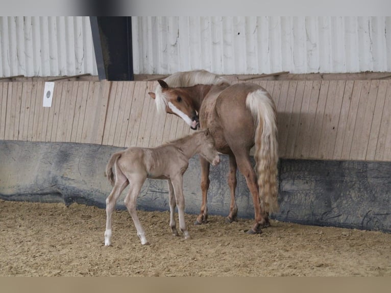 Duits rijpaard Hengst Veulen (01/2026) Perlino in Castrop-Rauxel