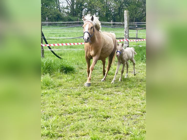 Duits rijpaard Hengst Veulen (01/2026) Perlino in Castrop-Rauxel