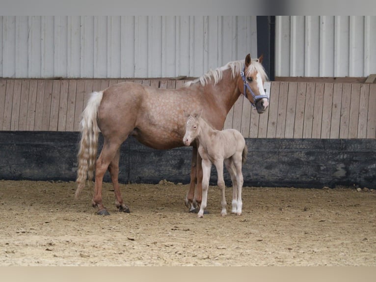Duits rijpaard Hengst Veulen (01/2026) Perlino in Castrop-Rauxel