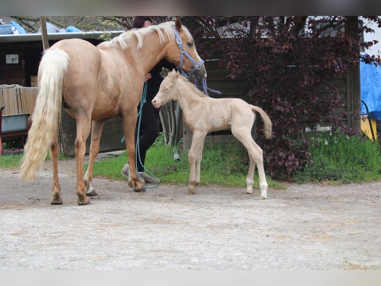 Duits rijpaard Hengst Veulen (01/2026) Perlino in Castrop-Rauxel