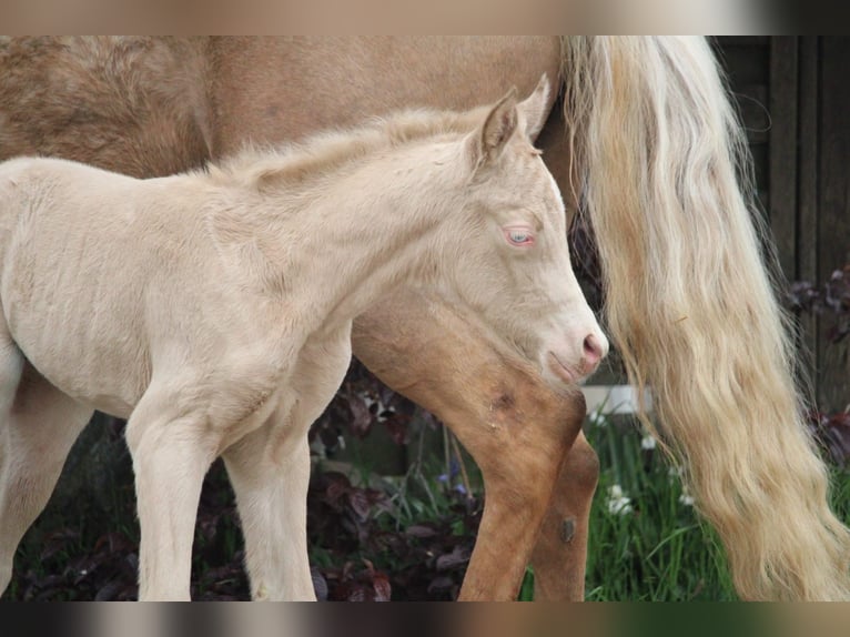 Duits rijpaard Hengst Veulen (01/2026) Perlino in Castrop-Rauxel