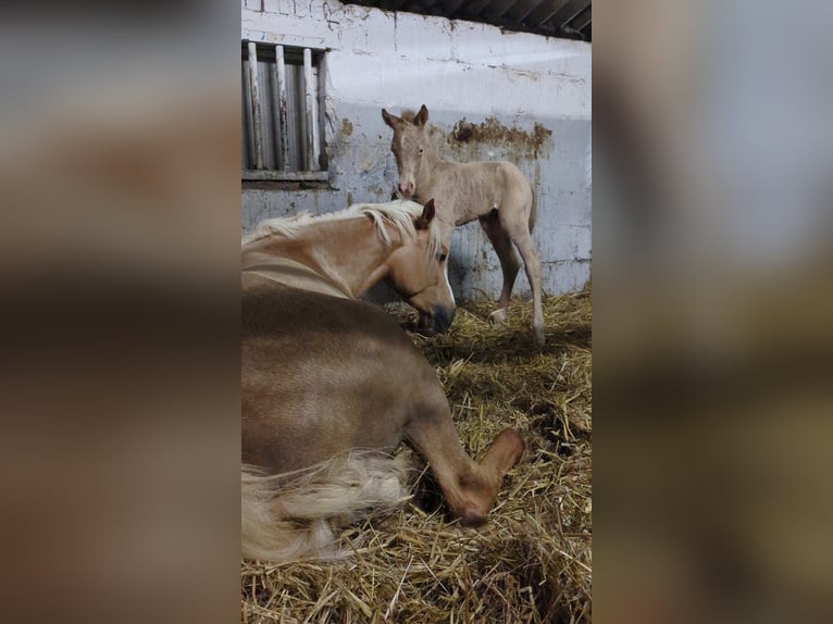 Duits rijpaard Hengst Veulen (01/2026) Perlino in Castrop-Rauxel