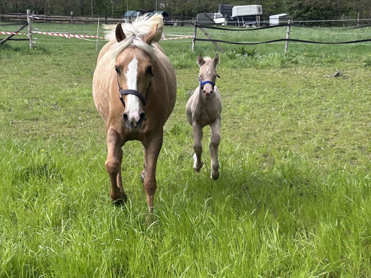 Duits rijpaard Hengst Veulen (01/2026) Perlino in Castrop-Rauxel
