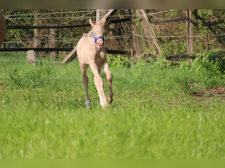Duits rijpaard Hengst Veulen (01/2026) Perlino in Castrop-Rauxel