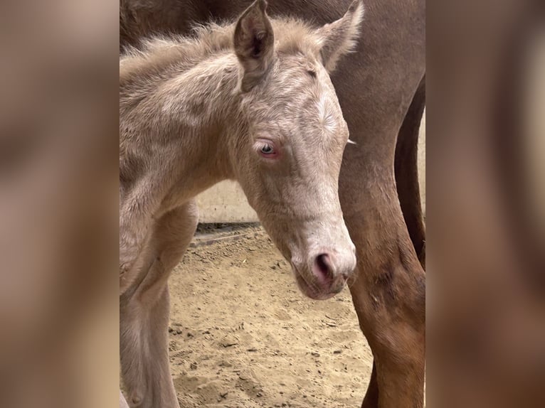 Duits rijpaard Hengst Veulen (01/2026) Perlino in Castrop-Rauxel