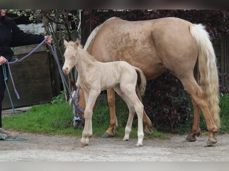 Duits rijpaard Hengst Veulen (01/2026) Perlino in Castrop-Rauxel