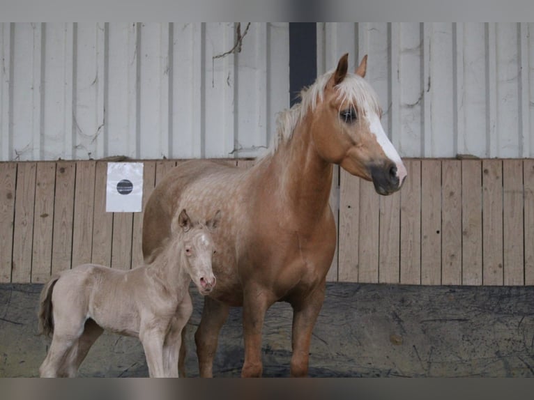 Duits rijpaard Hengst Veulen (01/2026) Perlino in Castrop-Rauxel