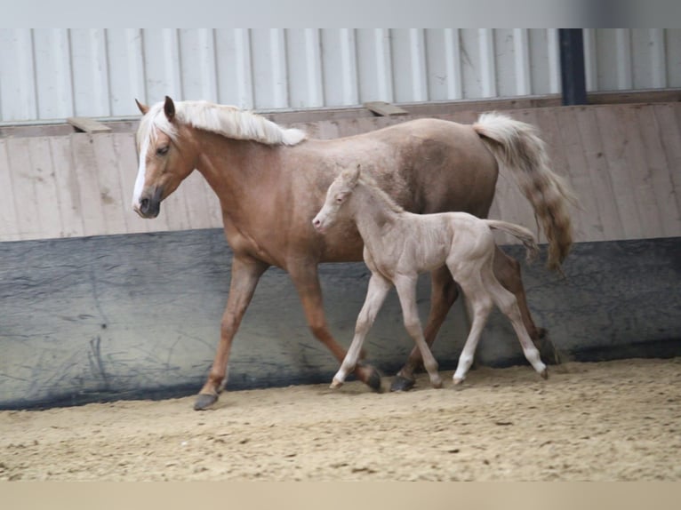 Duits rijpaard Hengst Veulen (01/2026) Perlino in Castrop-Rauxel