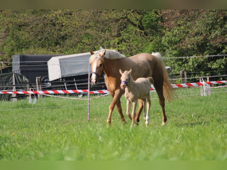 Duits rijpaard Hengst Veulen (01/2026) Perlino in Castrop-Rauxel