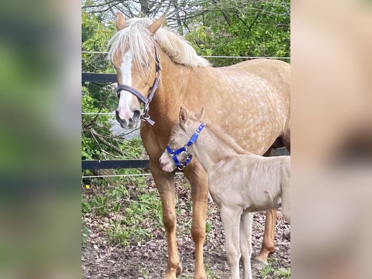 Duits rijpaard Hengst Veulen (01/2026) Perlino in Castrop-Rauxel