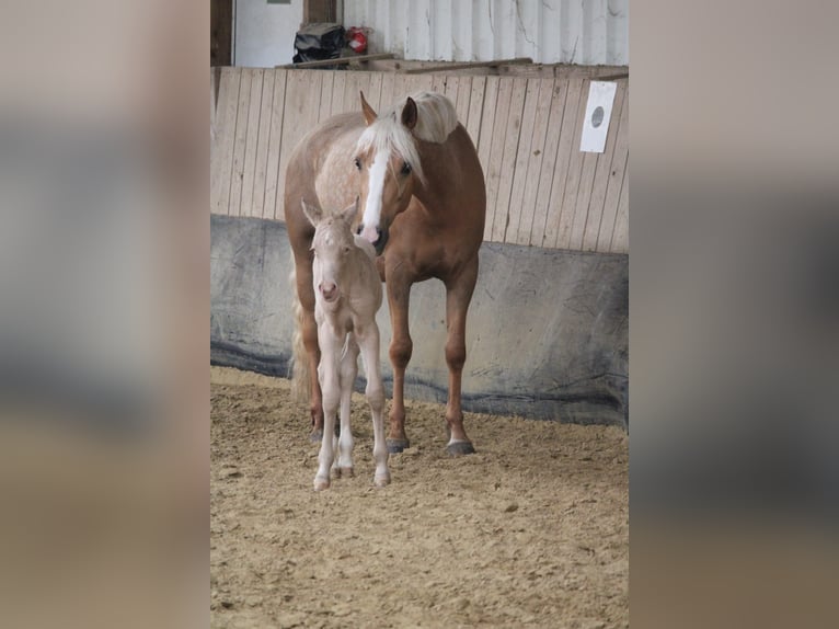 Duits rijpaard Hengst Veulen (01/2026) Perlino in Castrop-Rauxel