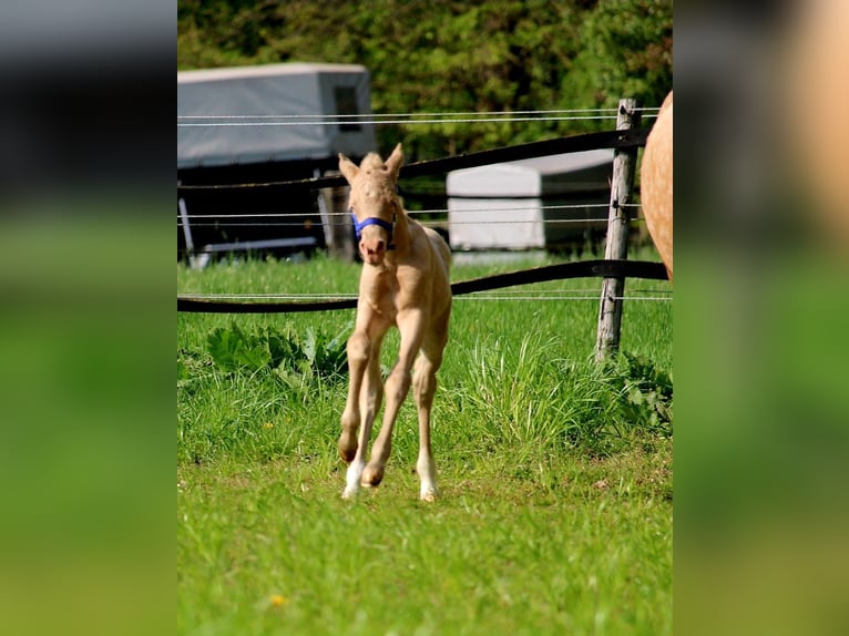 Duits rijpaard Hengst Veulen (01/2026) Perlino in Castrop-Rauxel