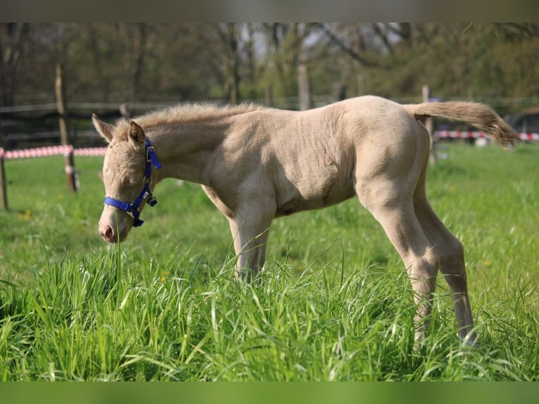Duits rijpaard Hengst Veulen (01/2026) Perlino in Castrop-Rauxel