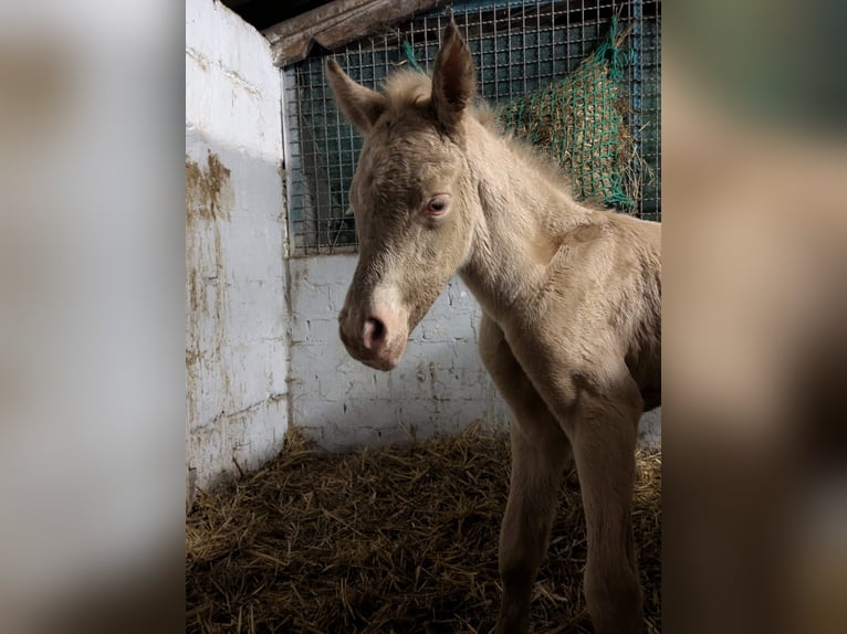 Duits rijpaard Hengst Veulen (01/2026) Perlino in Castrop-Rauxel