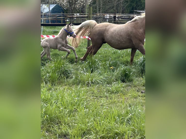 Duits rijpaard Hengst Veulen (01/2026) Perlino in Castrop-Rauxel