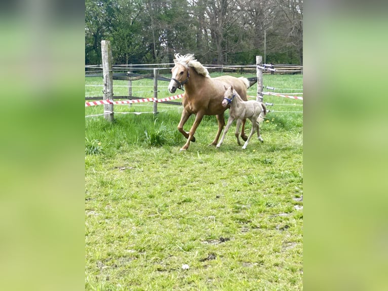 Duits rijpaard Hengst Veulen (01/2026) Perlino in Castrop-Rauxel