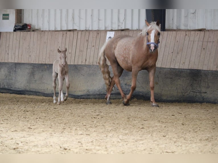 Duits rijpaard Hengst Veulen (01/2026) Perlino in Castrop-Rauxel