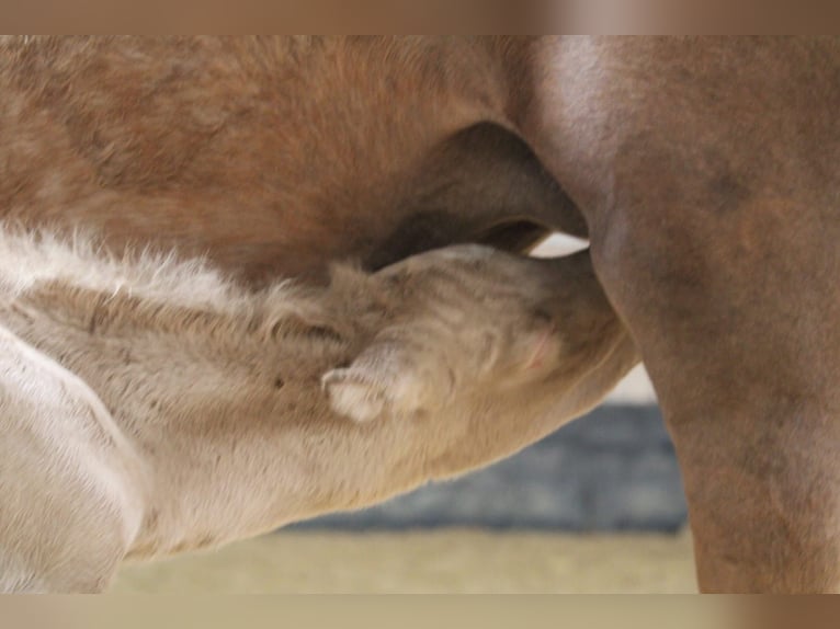 Duits rijpaard Hengst Veulen (01/2026) Perlino in Castrop-Rauxel
