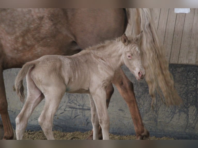 Duits rijpaard Hengst Veulen (01/2026) Perlino in Castrop-Rauxel