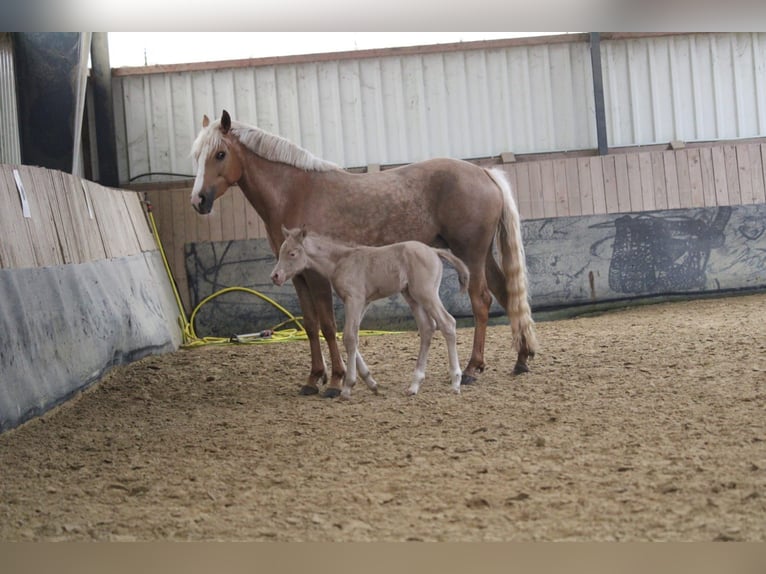 Duits rijpaard Hengst Veulen (01/2026) Perlino in Castrop-Rauxel