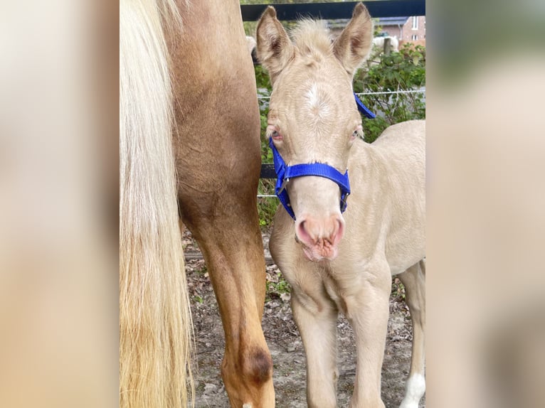 Duits rijpaard Hengst Veulen (01/2026) Perlino in Castrop-Rauxel