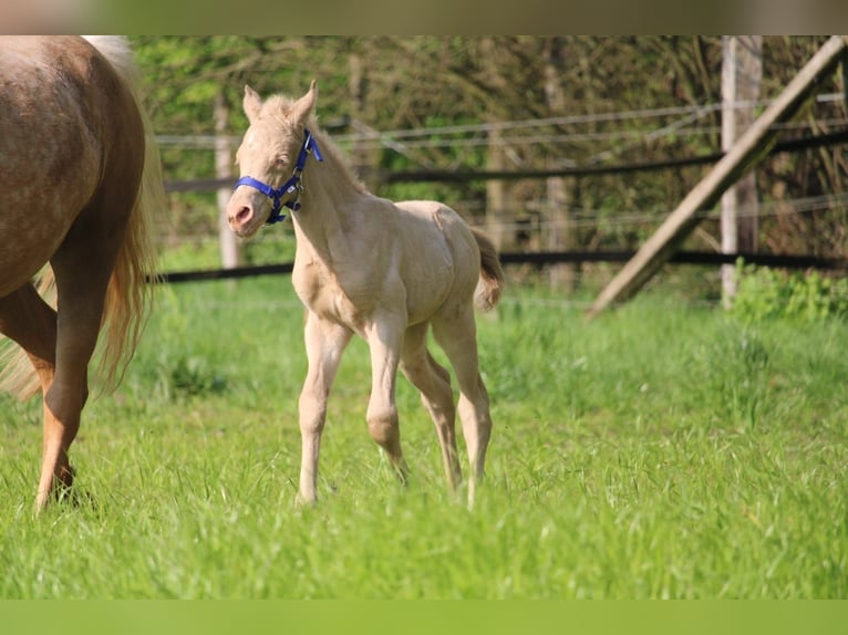 Duits rijpaard Hengst Veulen (01/2026) Perlino in Castrop-Rauxel