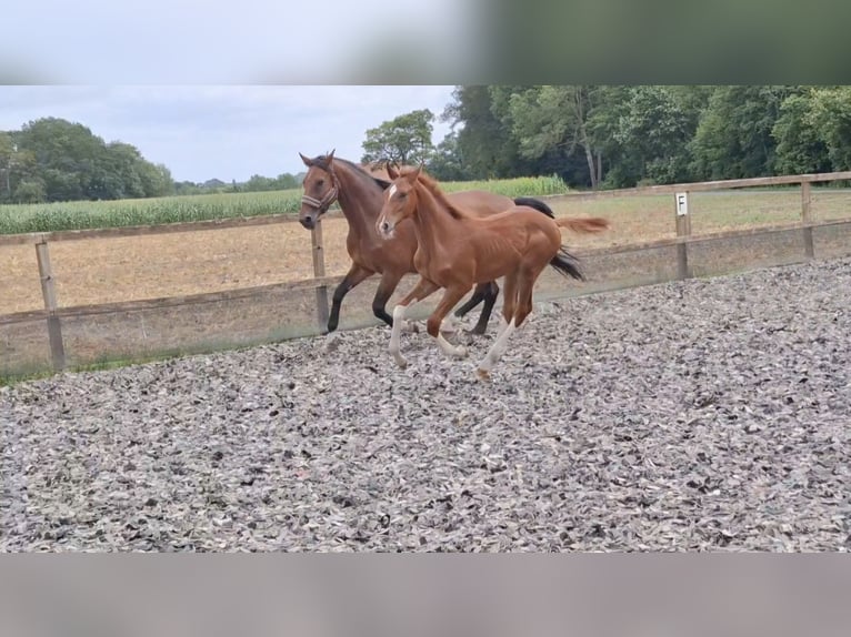 Duits rijpaard Hengst Veulen (04/2026) Vos in Espelkamp