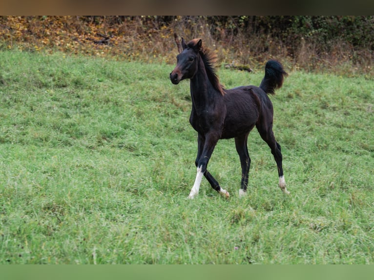 Duits rijpaard Hengst Veulen (04/2025) Zwartbruin in Wehretal