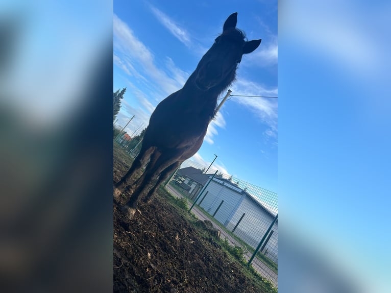 Duits rijpaard Mix Merrie 10 Jaar 140 cm Bruin in Helbra