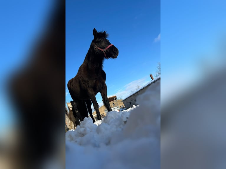 Duits rijpaard Mix Merrie 10 Jaar 140 cm Bruin in Helbra