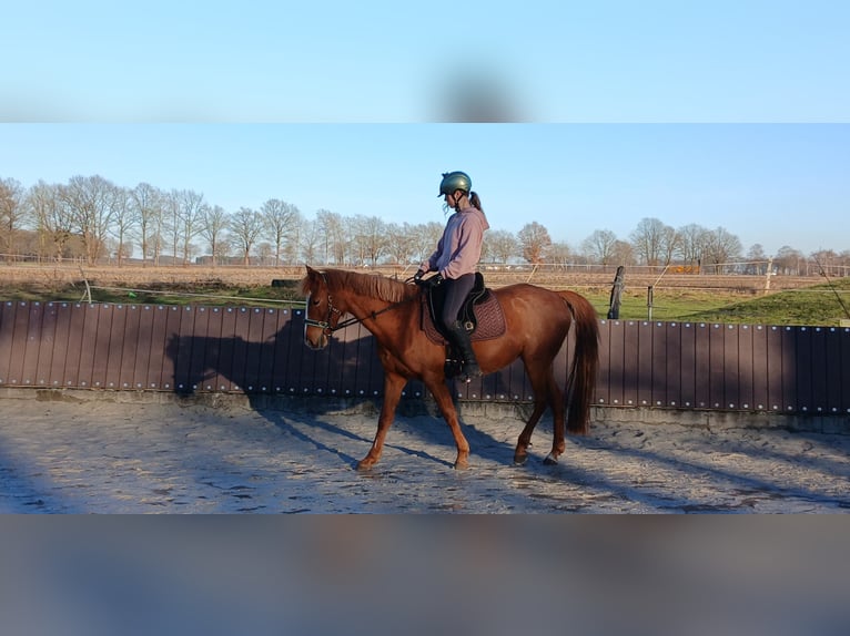 Duits rijpaard Merrie 10 Jaar 142 cm Vos in Celle