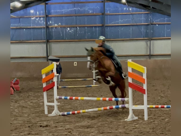 Duits rijpaard Merrie 10 Jaar 142 cm Vos in Celle