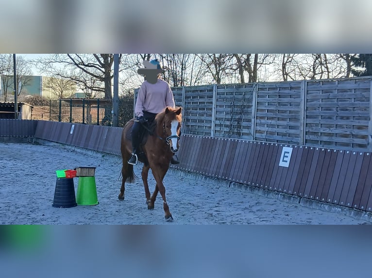 Duits rijpaard Merrie 10 Jaar 142 cm Vos in Celle