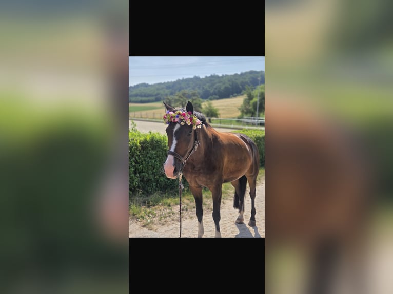 Duits rijpaard Merrie 10 Jaar 158 cm Donkerbruin in Holzgerlingen