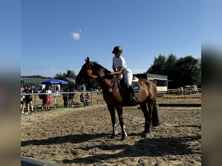 Duits rijpaard Merrie 10 Jaar 165 cm Bruin in Radolfzell am Bodensee