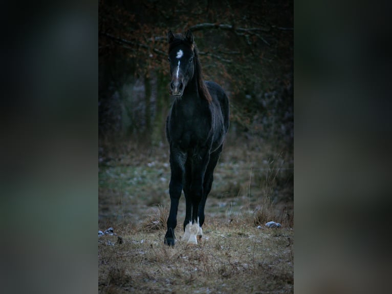 Duits rijpaard Merrie 10 Jaar 165 cm in Suhl