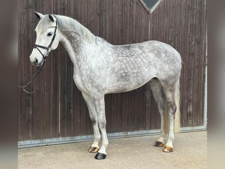 Duits rijpaard Merrie 10 Jaar 165 cm Schimmel in Rosendahl