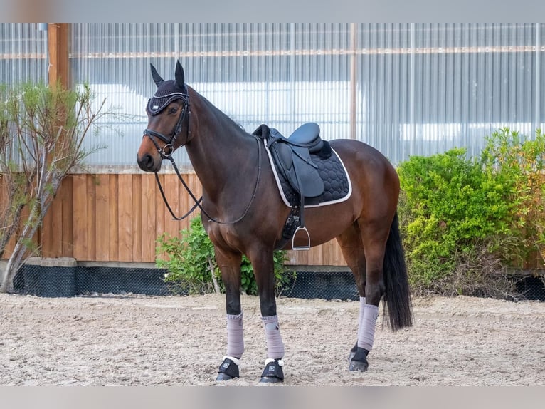 Duits rijpaard Merrie 10 Jaar 166 cm Donkerbruin in S&#xFC;dliches Anhalt