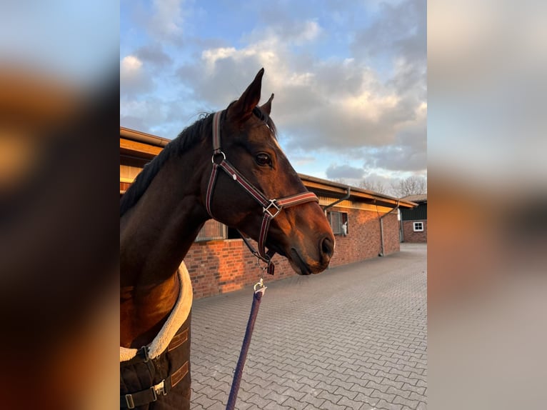 Duits rijpaard Merrie 10 Jaar 167 cm Bruin in Eicklingen