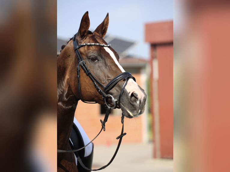 Duits rijpaard Merrie 10 Jaar 168 cm Vos in Altenberge