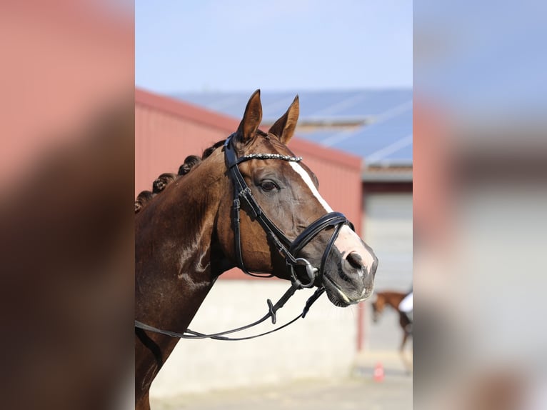 Duits rijpaard Merrie 10 Jaar 168 cm Vos in Altenberge