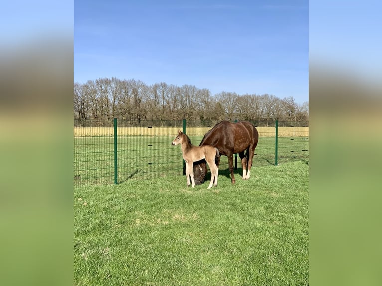 Duits rijpaard Merrie 10 Jaar 168 cm Vos in Altenberge