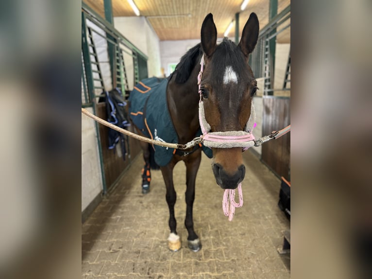 Duits rijpaard Merrie 10 Jaar 169 cm Bruin in Freudenstadt