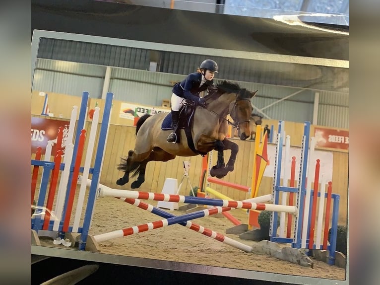 Duits rijpaard Merrie 11 Jaar 160 cm Donkerbruin in Gro&#xDF;maischeid