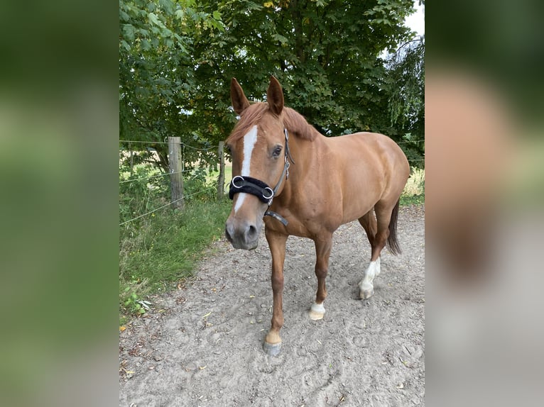 Duits rijpaard Merrie 11 Jaar 160 cm Vos in Porta Westfalica