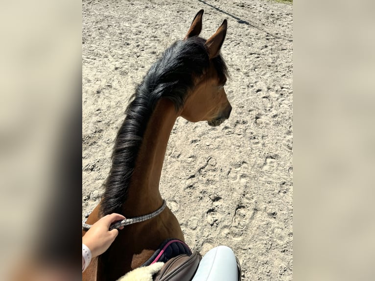 Duits rijpaard Merrie 11 Jaar 163 cm Bruin in Fulda