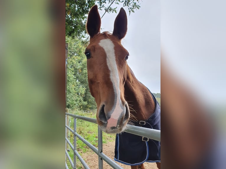 Duits rijpaard Merrie 11 Jaar 163 cm Vos in Visbek