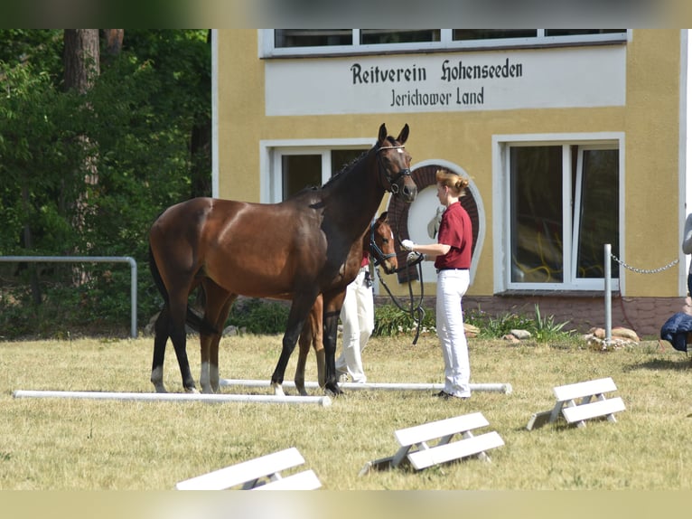 Duits rijpaard Merrie 11 Jaar 167 cm Bruin in W&#xF6;rmlitz