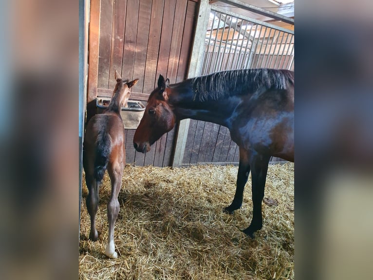 Duits rijpaard Merrie 11 Jaar 169 cm Bruin in Herten