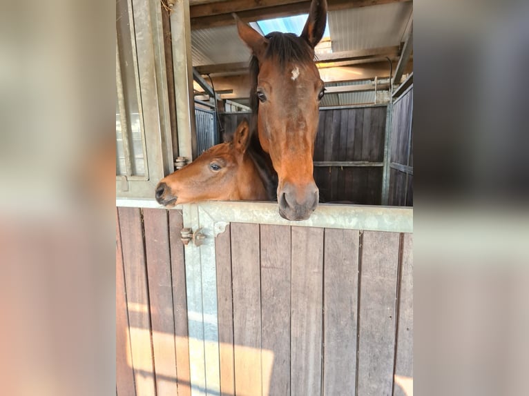 Duits rijpaard Merrie 11 Jaar 169 cm Bruin in Herten